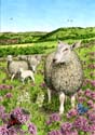 Transhumance à Desvres