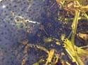 Ponte crapaud + grenouille