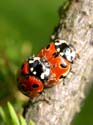 Accouplement