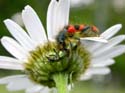 Capture un oedomère