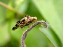Accouplement