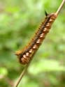 Chenille