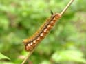 Chenille