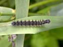Chenille