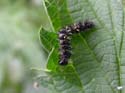 Chenille