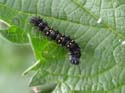 Chenille