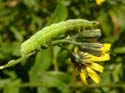 Chenille