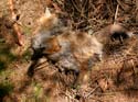 Renardeau mort