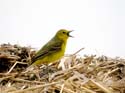 Avale une mouche