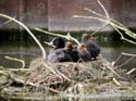 Famille au nid