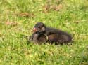 Poussin