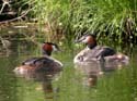 Famille