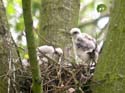 Poussins