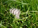 Plume