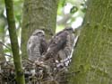 Poussins