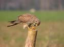 Mange une proie