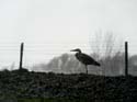 Sous la pluie