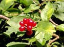 Fruits