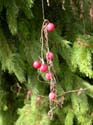 Fruits